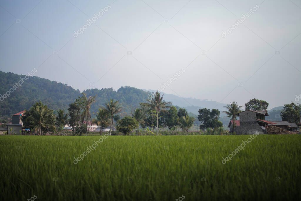 a stretch of green rice fields with coconut trees and houses