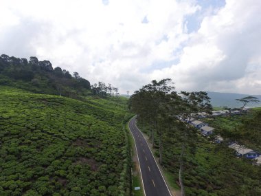 Çay tarlasının ortasında asfalt yol. İnsansız hava aracı Ciwidey Endonezya 'da çekildi.