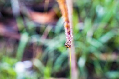 Arılar nişasta çiçeğinin özünü alırlar.