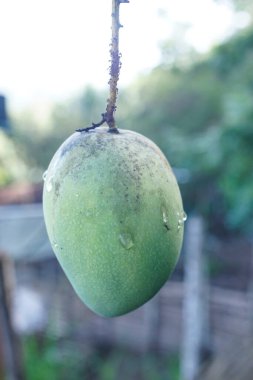 Yeşil mangolar hasat için hazır.