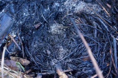 Sumatra Endonezya 'daki orman yangınlarının detayları