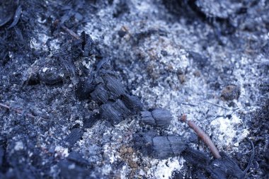 Sumatra 'da kalan turba ağaçlarının siyah ve beyaz külleri yanar.