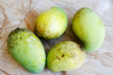 Bir ağaçtan dört yeni mango toplanır.