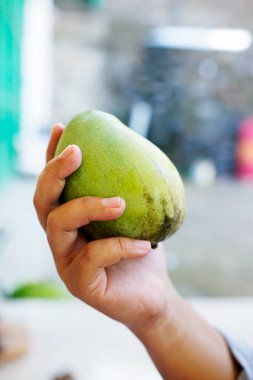 Bahçeden yeni toplanmış mangoları tutan eller.