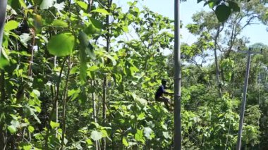 CIANJUR, INDONEZYA - 17 Ekim 2015: Uzak bölgelerde elektrik direklerinin ve kabloların inşasına sakinlerin karşılıklı işbirliğiyle yardımcı olunur