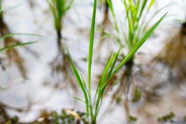 Yeni doğan pirinç yeşildir.