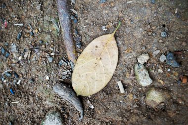 kuru yaprak arkaplanı ve toprak