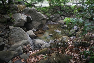 Ormanın ortasında kurumuş bir nehir.