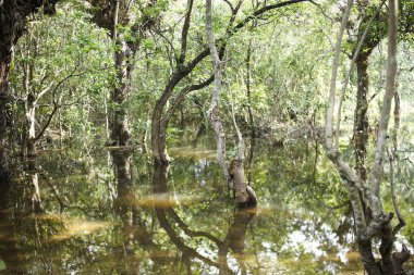 Su, Endonezya 'daki Muara cipanarika sukabumi ormanındaki ağaçları sular altında bırakır.