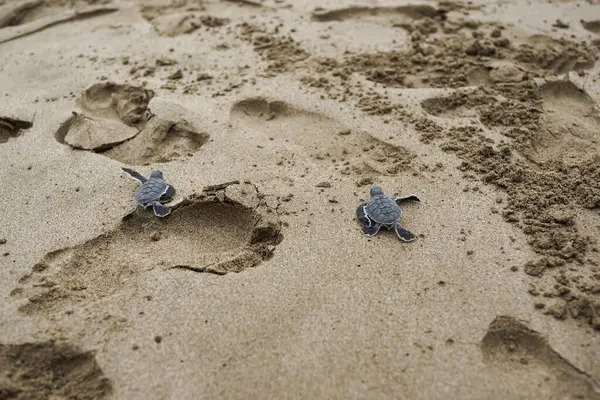 stock image Two young turtles are released into the sea in Ujung Genteng beach Sukabumi Indonesia