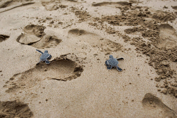 Two young turtles are released into the sea in Ujung Genteng beach Sukabumi Indonesia