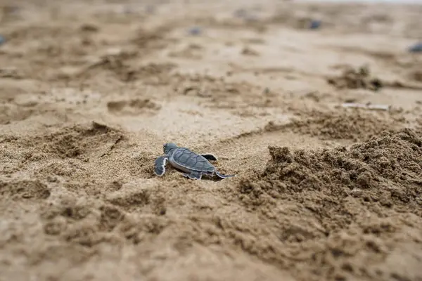 Turtle Cubs Released Turtle Conservation Center Ujung Genteng Sukabumi Indonesia Stock Picture