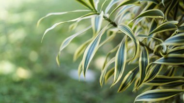 Güzel doğa manzaralı yeşil yapraklı bulanık sırtlı