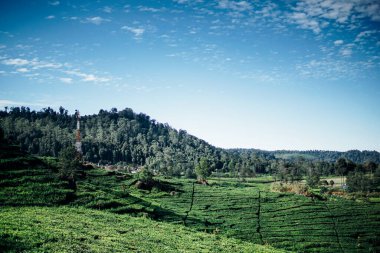 morning atmosphere on the expanse of tea plantations clipart
