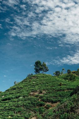 morning atmosphere on the expanse of tea plantations clipart
