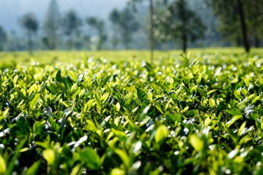 close up of tea leaf shoots at rancabali ciwidey tea plantation clipart