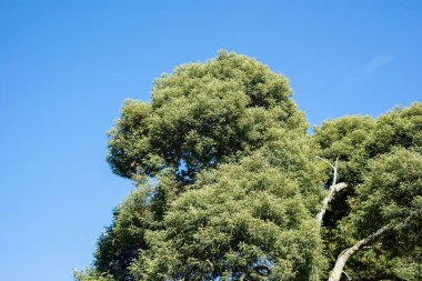 tall tree with blue sky during the day clipart