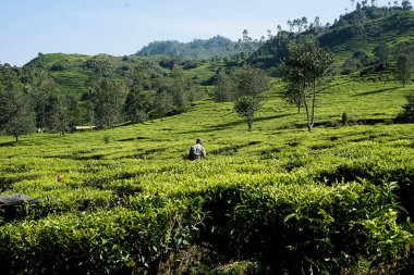 Çay tarlası. Endonezya 'nın dağlık arazisi.