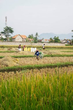 Cianjur, Batı Java. Endonezya 'da. Ekim 01, 2021. Çiftçiler tarlada pirinç hasat ediyorlar.