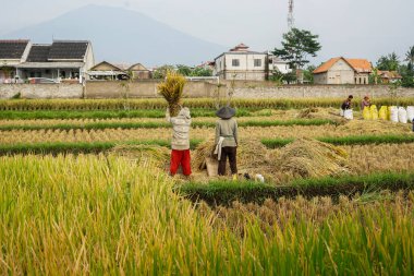 Cianjur, West Java. Indonesia. October 01, 2021. Farmers are harvesting rice in the fields clipart