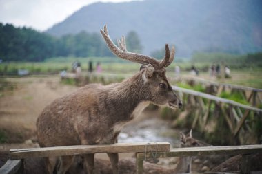 Ranca Upas ya da Kampung Cai Ranca Upas, Endonezya 'nın batısında yer alan bir kamp alanıdır. Jalan Raya Ciwidey Patenggang KM 'de. 11, Alam Endah, Ciwidey, Bandung Regency, Bandung 'un merkezine 50 km uzaklıkta.
