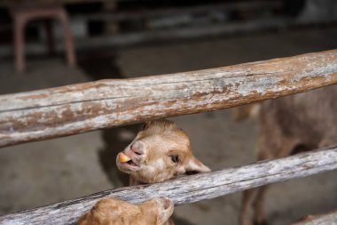 Etawa keçisi kafeste havuç yiyor.