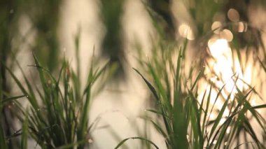 Pirinç tarlasında yetişen yeni pirincin yakın çekimi