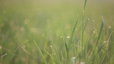 Pirinç tarlasında yetişen yeni pirincin yakın çekimi