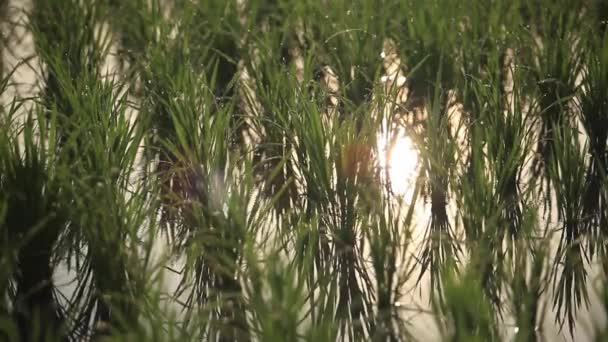 Closeup New Rice Growing Rice Field — Stock Video