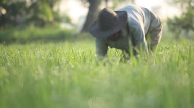 CIANJUR, İNDONEZYA - 18 Ekim 2015: Çiftçiler pirinç tarlalarına pirinç ekti