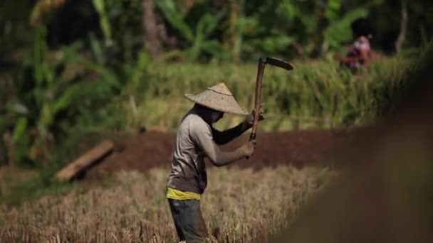 Cianjur Indonézia Október 2015 Mezőgazdasági Termelők Rizst Ültetnek Rizsföldeken — Stock videók