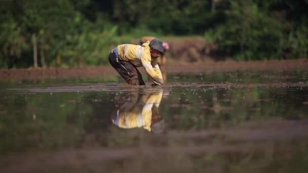 Cianjur Indonesien Oktober 2015 Bauern Pflanzen Reis Reisfelder — Stockvideo