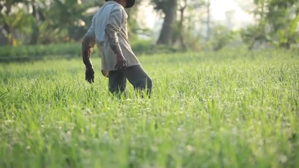 Cianjur 인도네시아 2015년 10월 18일 농부들은 쌀밭에 심습니다 — 비디오