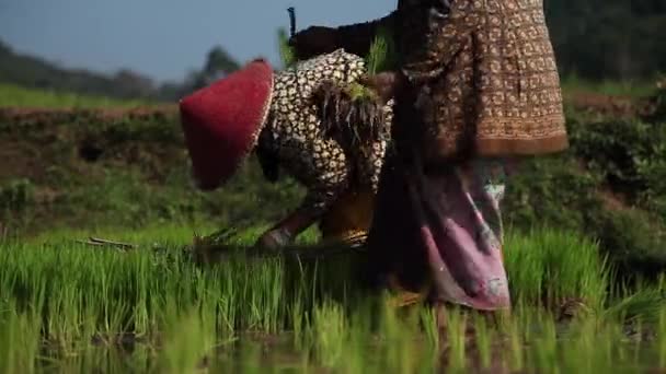 农民在稻田里种植水稻 — 图库视频影像