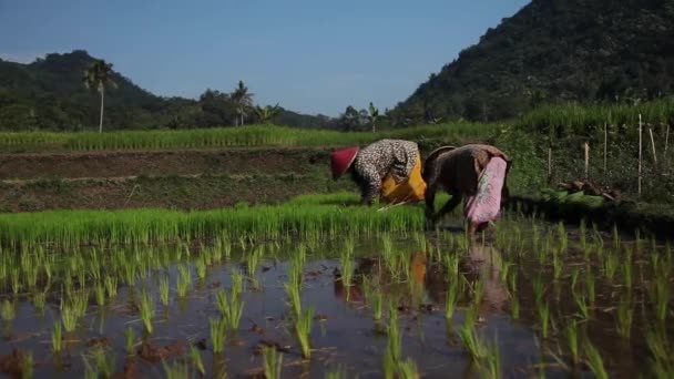 Landbouwers Planten Rijst Rijstvelden — Stockvideo
