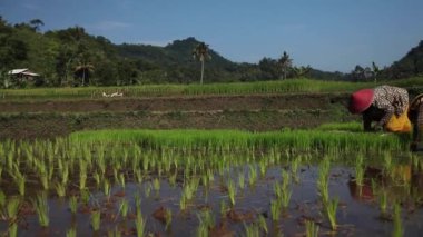 Çiftçiler pirinç tarlalarına pirinç ekerler