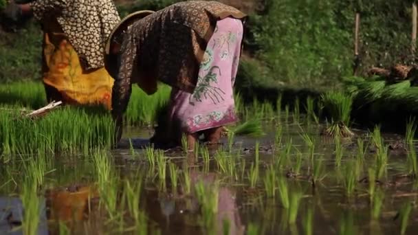 Bauern Pflanzen Reis Reisfelder — Stockvideo
