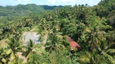 Hindistan cevizi ağaçları, pirinç tarlaları ve ormanlarla çevrili bir köydeki evlerin havadan görünüşü