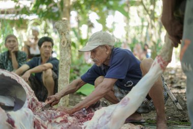 CIANJUR, İNDONEZYA - 17 Haziran 2024. Endonezyalı Müslümanlar Kurban Bayramı 'nda ya da Kureyş Bayramı' nda katliamdan sonra helal inek eti hazırlarken birbirlerine yardım ederler.