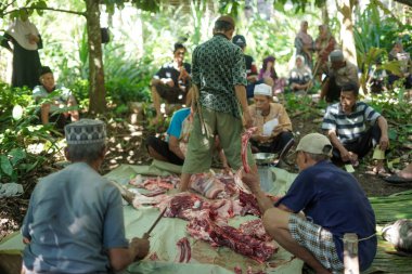CIANJUR, İNDONEZYA - 17 Haziran 2024. Endonezyalı Müslümanlar Kurban Bayramı 'nda ya da Kureyş Bayramı' nda katliamdan sonra helal inek eti hazırlarken birbirlerine yardım ederler.