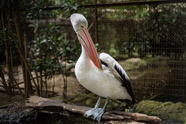 Bandung Hayvanat Bahçesi 'nde leylekler iş başında
