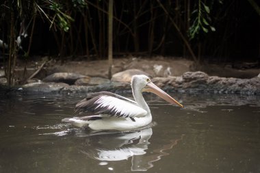 Bandung Hayvanat Bahçesi 'nde leylekler iş başında