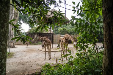 Zürafalar Bandung Hayvanat Bahçesinde iş başında