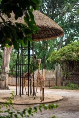 Zürafalar Bandung Hayvanat Bahçesinde iş başında
