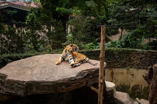 Bandung Hayvanat Bahçesi 'nde kaplanlar iş başında