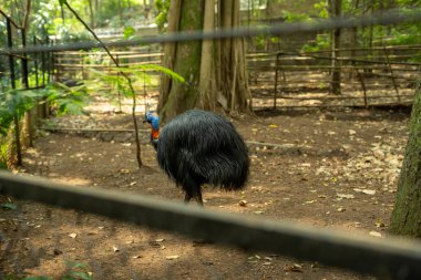 Bandung Hayvanat Bahçesindeki Cassowary kuşları