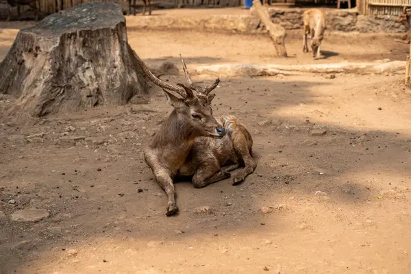 Bandung Hayvanat Bahçesinde Geyik Hayvanı