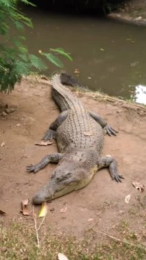 Timsahlar Bandung Hayvanat Bahçesi 'nde iş başında