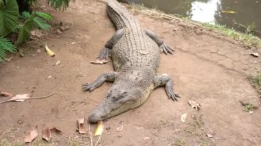 Timsahlar Bandung Hayvanat Bahçesi 'nde iş başında