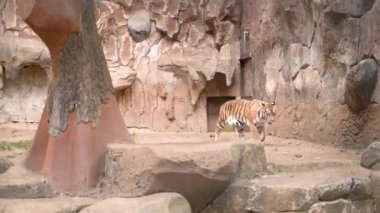 Bandung Hayvanat Bahçesi 'nde kaplanlar iş başında